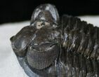 Well Preserved Coltraneia Trilobite - Awesome Eyes! #13885-4
